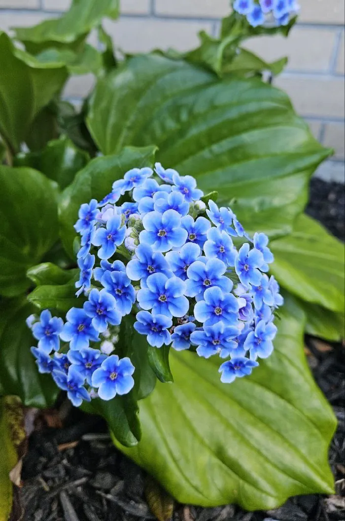 Blue flower clusters above big glossy ribbed leaves