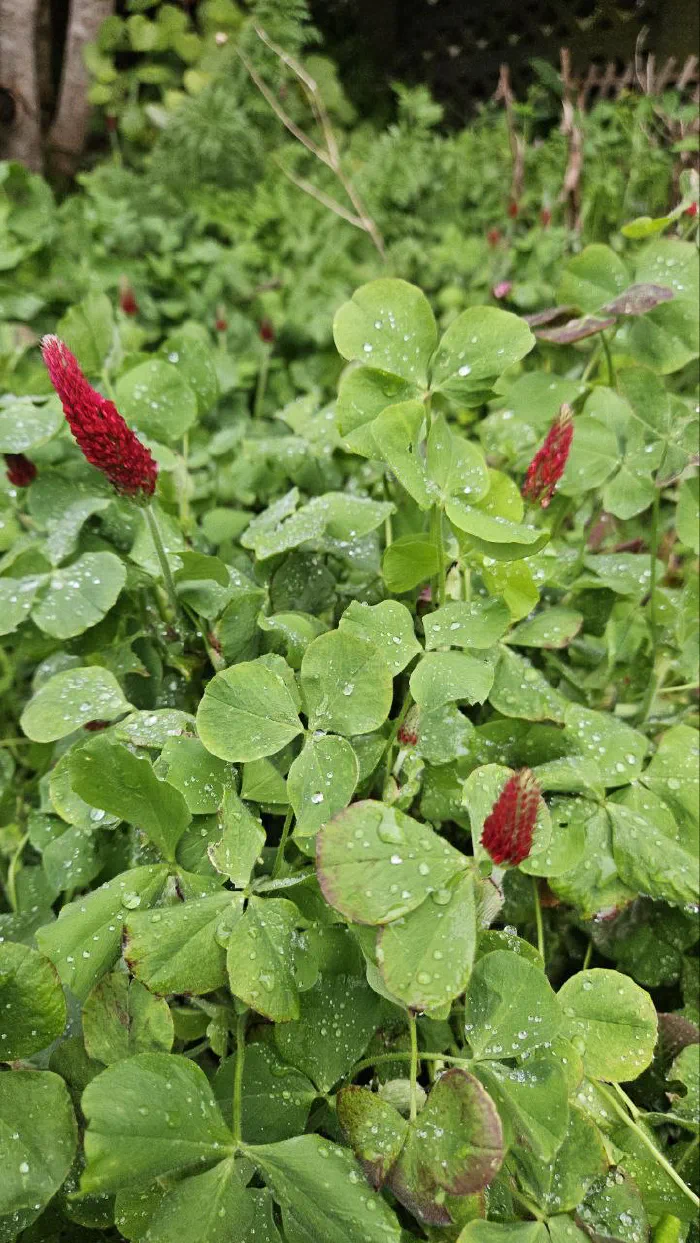 Crimson clover flower heads, leaves beaded with rain